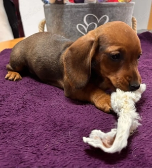 Zwergdackelwelpen, 2 Hündinnen