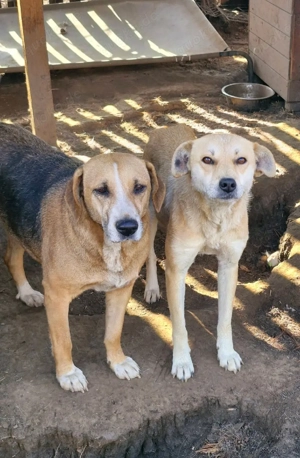 Langzeitinsassin Peggy braucht dringend ein Zuhause  Bild 8