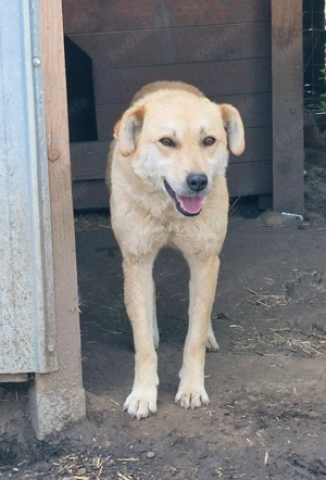 Langzeitinsassin Peggy braucht dringend ein Zuhause  Bild 2