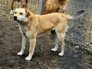 Langzeitinsassin Peggy braucht dringend ein Zuhause  Bild 9