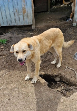 Langzeitinsassin Peggy braucht dringend ein Zuhause 
