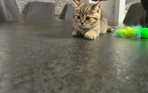 Britisch Kurzhaar Katzen 