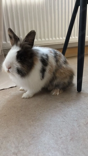 löwenköpfen kanichen