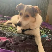 Chopin 47 cm   Der Feinfühlige [auf Pflegestelle in 88239 Wangen]