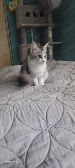  1 XL Maine Coon Dame