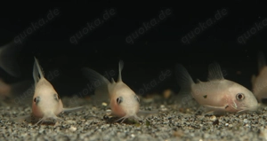 Corydoras panda "White" - Hoplisoma - Panda Panzerwels - Fische Bild 3