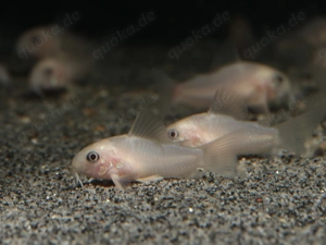Corydoras panda "White" - Hoplisoma - Panda Panzerwels - Fische