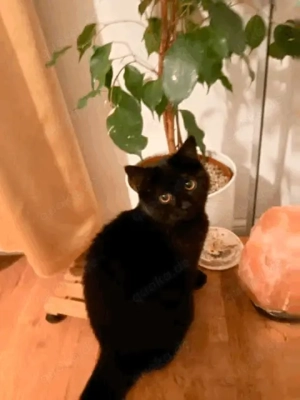 Kitten BKH # Schwarz # Weibchen 