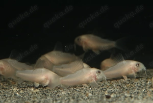 Corydoras panda "White" - Hoplisoma - Panda Panzerwels - Fische Bild 2