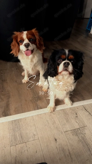 cavalier King Charles Spaniel suchen ein Zuhause