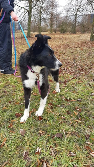 Talvi ca. 52 cm - Die Verschmuste [auf Pflegestelle in 12355 Berlin]