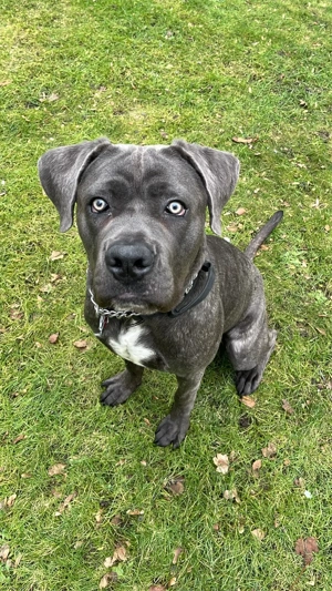cane corso rüde