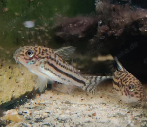 Corydoras sp. C 150 - Hoplisoma - Panzerwelse - Bodenfische