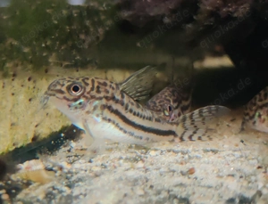 Corydoras sp. C 150 - Hoplisoma - Panzerwelse - Bodenfische Bild 7