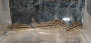 Corydoras sp. C 150 - Hoplisoma - Panzerwelse - Bodenfische Bild 4