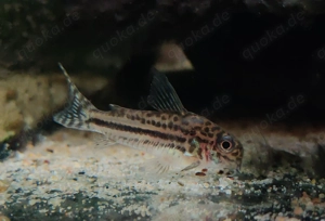 Corydoras sp. C 150 - Hoplisoma - Panzerwelse - Bodenfische Bild 8