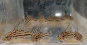 Corydoras sp. C 150 - Hoplisoma - Panzerwelse - Bodenfische Bild 2