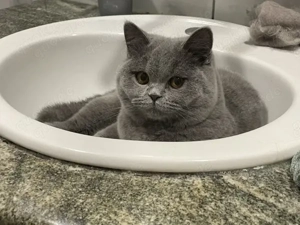 BKH britisch kurzhaar weiblich mit Stammbaum 