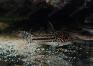 Corydoras sp. C 150 - Hoplisoma - Panzerwelse - Bodenfische Bild 5