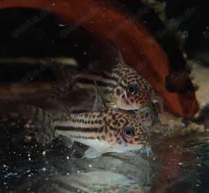 Corydoras sp. C 150 - Hoplisoma - Panzerwelse - Bodenfische Bild 6