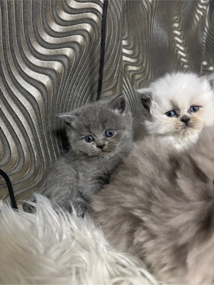Britsch langhaar Katzen 