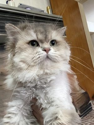 Kater, 10 Monate alt, sucht ein warmes und liebevolles Zuhause. 