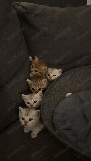 Bengal BKH Kätzchen Mix