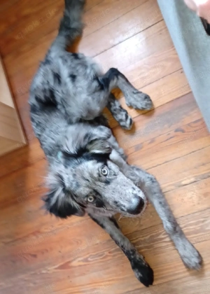 Altdeutscher Hütehund sucht aktives zu Hause