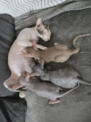 Sphynx Kitten Mix