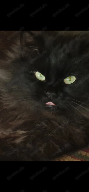 Kleiner Kater abzugeben