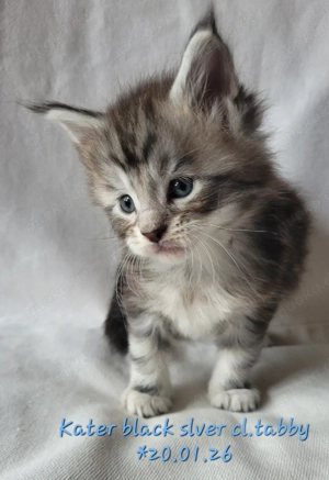 Maine Coon Kätzchen, typvoll mit Stammbaum