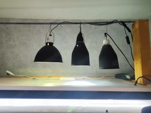 Jemenchamöleon mit Hornverletzung