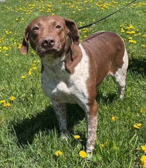 Bodri sucht seine Familie  