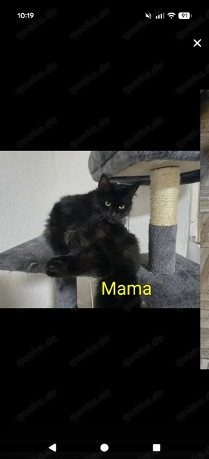 nur noch 1 kleiner  katerchen Süße Main Coon - Persa mix Kitten  Bild 8