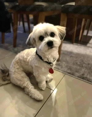 Malteser-Havaneser Mix Pascha ca 8 Monate