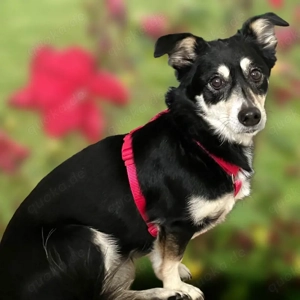 Jessymaus - 9 Jahre - Mix - Tierhilfe Franken e.V.