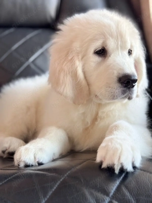 Niedliche und liebenswerte Golden-Retriever-Welpen suchen ein liebevolles Zuhause.