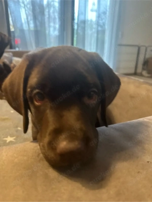 Reinrassige braune Labradorwelpen - liebevoller Familienwurf aus Hessen