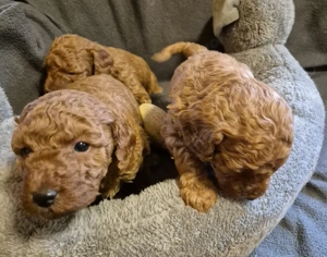 Zwergpudel Welpen 