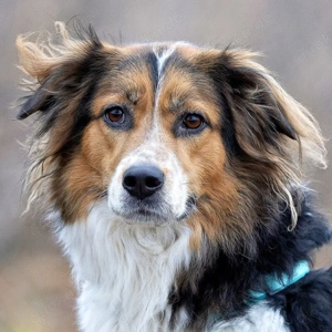 Luciane - 6 Jahre - Collie-Berner Sennen Mix - Tierhilfe Franken e.V.