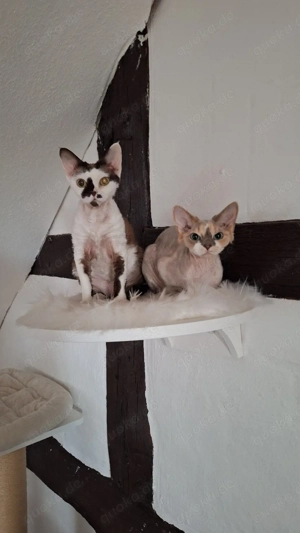 Zwei Devon Rex Mädchen mit Stammbaum 