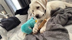 Henry sucht immer noch ein Zuhase! 