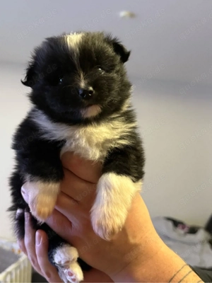 Zwergspitz Pomeranian Welpe 