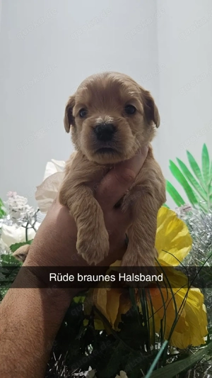 Goldendoodel F1 mini Bild 2