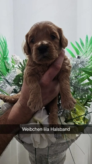 Goldendoodel F1 mini Bild 3