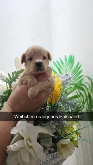 Goldendoodel F1 mini Bild 4