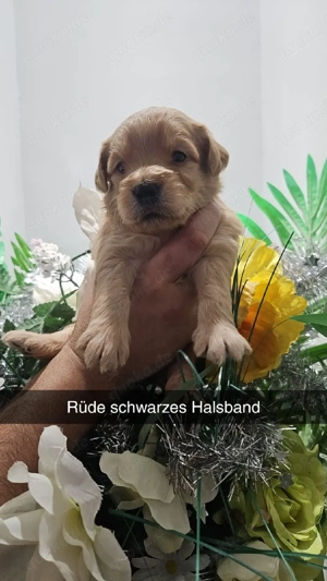 Goldendoodel F1 mini Bild 9