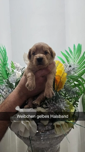 Goldendoodel F1 mini Bild 7