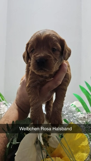 Goldendoodel F1 mini Bild 6