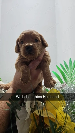 Goldendoodel F1 mini Bild 5